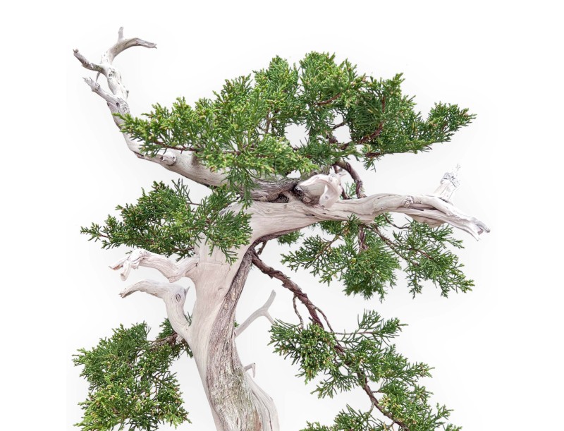 Bonsai von Wacholder von 72 cm | Wolke Steingut Topf