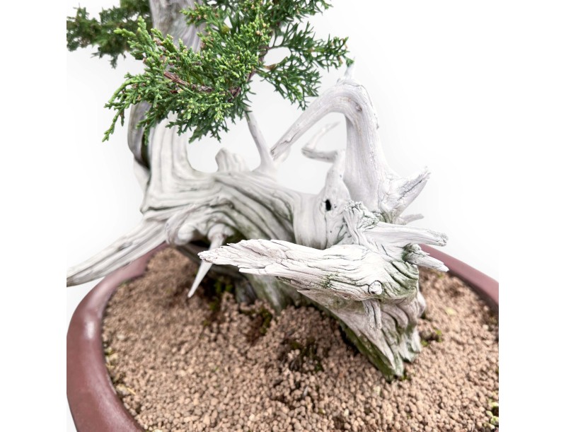 Bonsai di ginepro da 72 cm | Vaso a nuvola grès