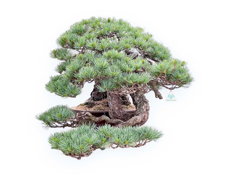 Bonsai von Pinus Pentaphylla 53cm| Lotus Blumen SteingutTopf