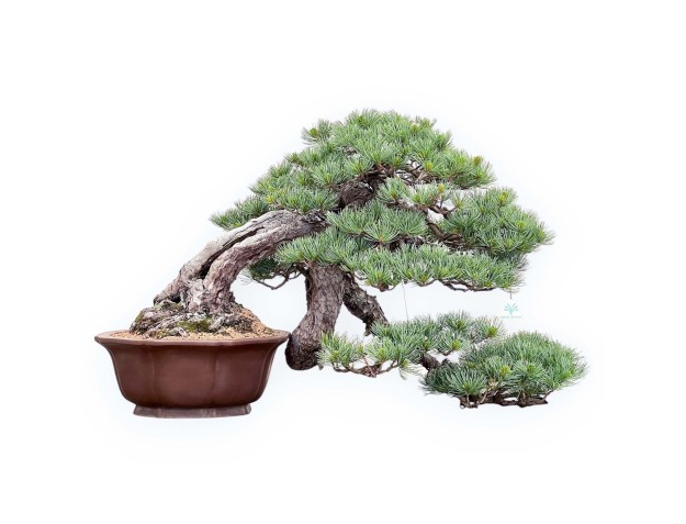 Bonsai von Pinus Pentaphylla 53cm| Lotus Blumen SteingutTopf