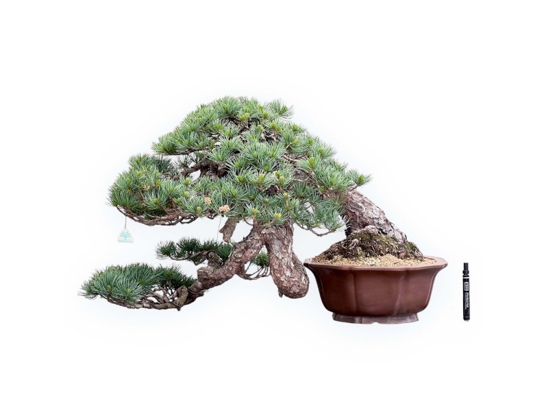 Bonsai di Pinus Pentaphylla 53cm| Vaso fiore di loto in grès