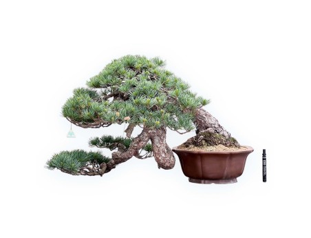 Bonsai di Pinus Pentaphylla 53cm| Vaso fiore di loto in grès