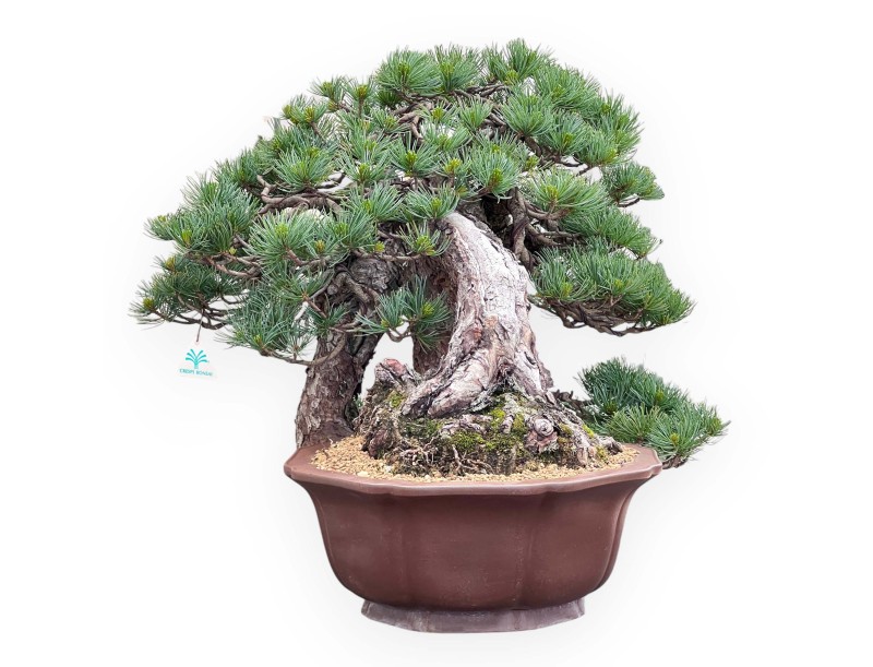 Bonsai von Pinus Pentaphylla 53cm| Lotus Blumen SteingutTopf