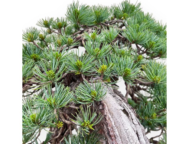 Bonsai von Pinus Pentaphylla 53cm| Lotus Blumen SteingutTopf 2