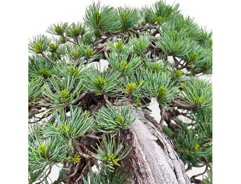 Pinus Pentaphylla Bonsai 53cm| Lotus bloem ongeglazuurde pot