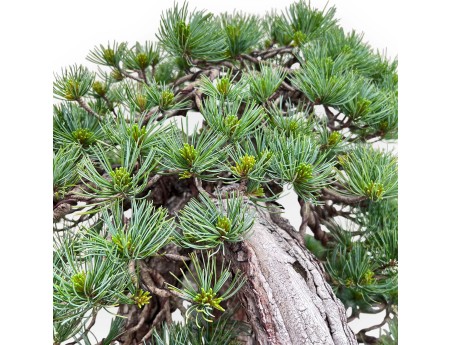 Bonsai di Pinus Pentaphylla 53cm| Vaso fiore di loto in grès