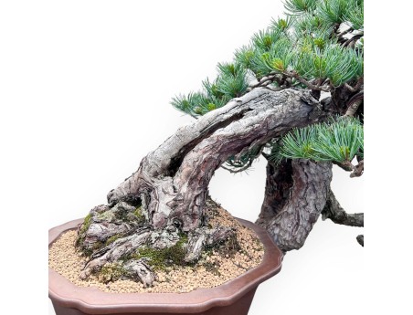 Bonsaï de Pinus Pentaphylla 53 cm| Pot fleur de lotus en grès
