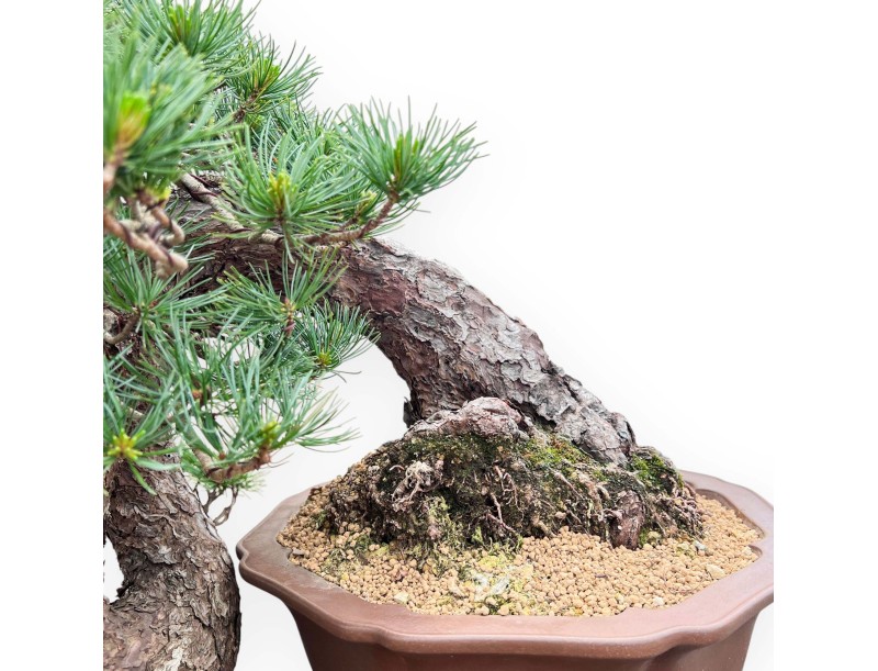 Pinus Pentaphylla Bonsai 53cm| Lotus bloem ongeglazuurde pot