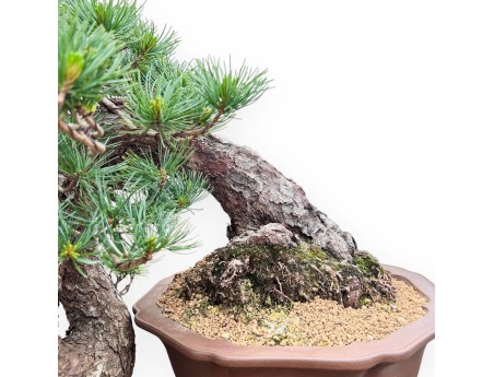 Pinus Pentaphylla Bonsai 53cm| Lotus bloem ongeglazuurde pot