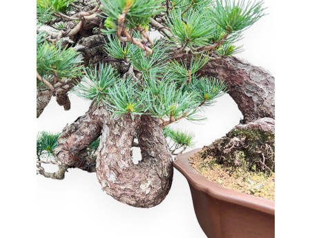 Bonsái de Pinus Pentaphylla 53 cm| Maceta flor de loto gres
