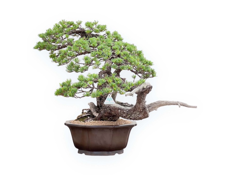 Bonsái de Pinus Pentaphylla 67 cm | Maceta flor de loto gres
