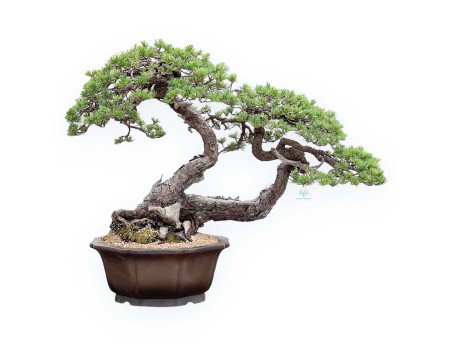 Bonsai von Pinus Pentaphylla 67cm| Lotus Blumen SteingutTopf