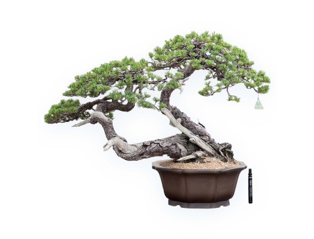 Bonsai of Pinus Pentaphylla 67cm| Lotus-flower stoneware pot