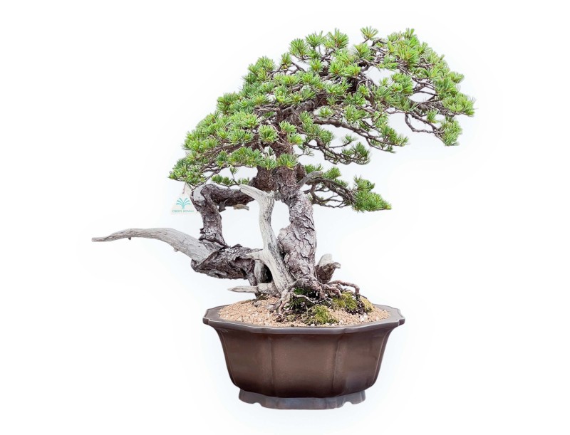 Bonsai von Pinus Pentaphylla 67cm| Lotus Blumen SteingutTopf