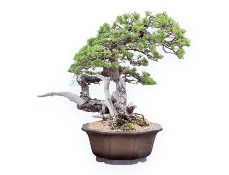 Pinus Pentaphylla Bonsai 67cm| Lotus bloem ongeglazuurde pot