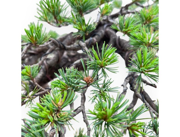 Bonsái de Pinus Pentaphylla 67 cm | Maceta flor de loto gres 2