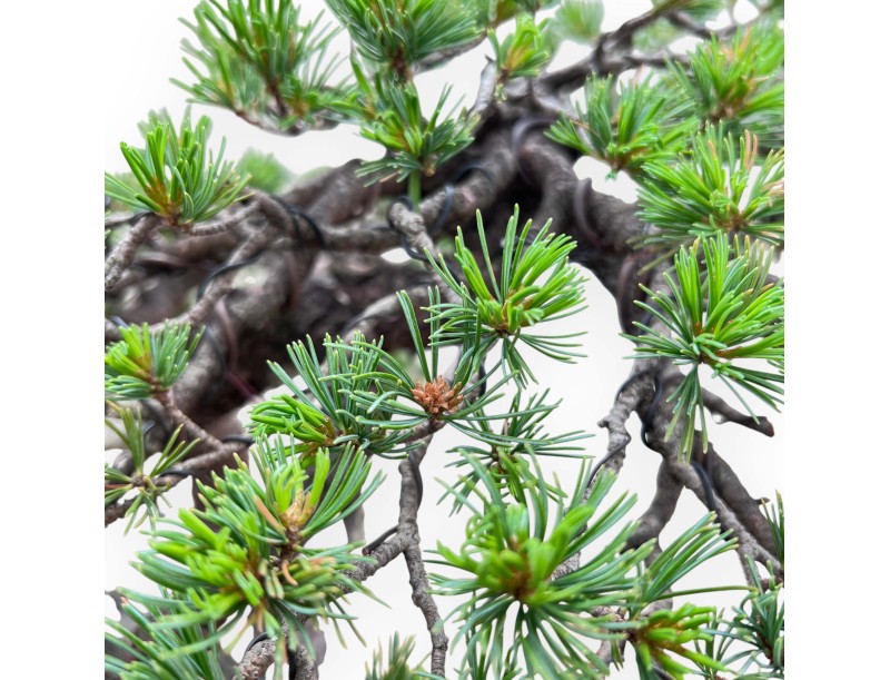 Bonsai von Pinus Pentaphylla 67cm| Lotus Blumen SteingutTopf