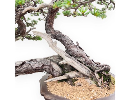 Pinus Pentaphylla Bonsai 67cm| Lotus bloem ongeglazuurde pot