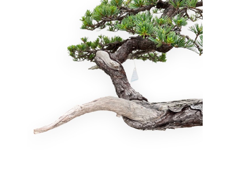Bonsaï de Pinus Pentaphylla 67cm| Pot fleur de lotus en grès