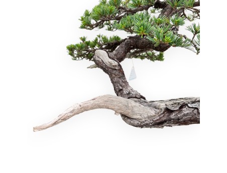 Bonsai of Pinus Pentaphylla 67cm| Lotus-flower stoneware pot