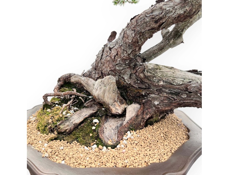 Pinus Pentaphylla Bonsai 67cm| Lotus bloem ongeglazuurde pot