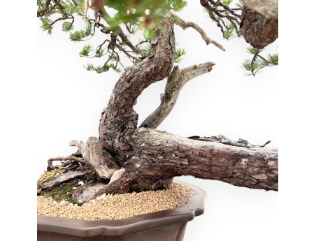 Pinus Pentaphylla Bonsai 67cm| Lotus bloem ongeglazuurde pot