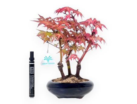 Bonsai von Ahorne von 28 cm | Rund blau Topf