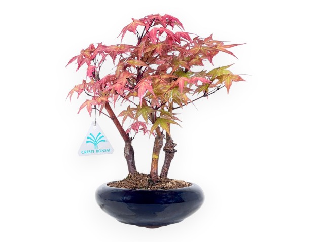 Bonsái de arce de 28 cm | Maceta redondo azul