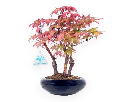 Bonsai von Ahorne von 28 cm | Rund blau Topf