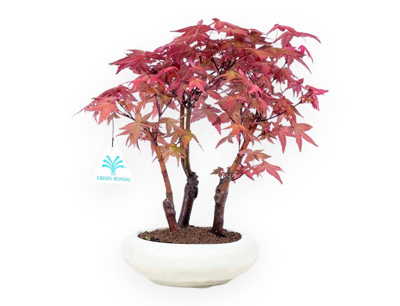 Esdoorn bonsai van 27 cm | Rond crème pot