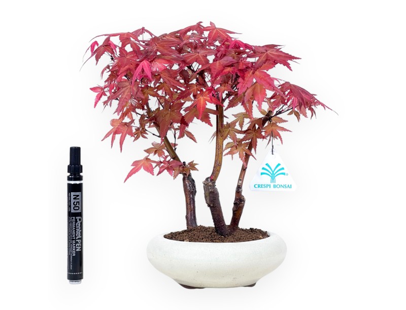 Esdoorn bonsai van 27 cm | Rond crème pot