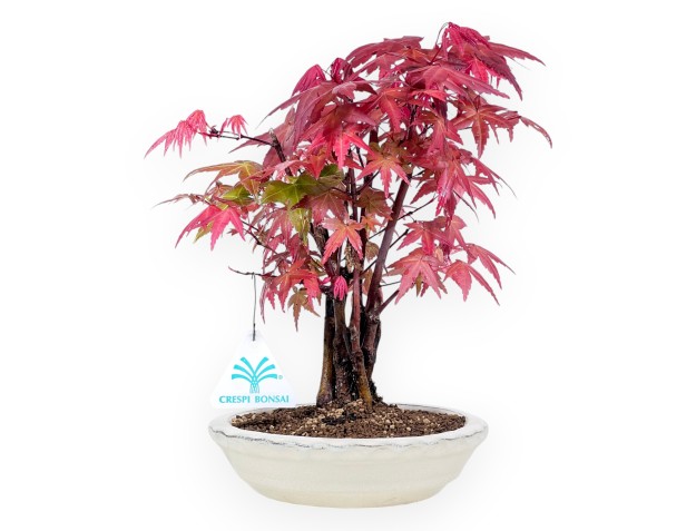 Bonsai von Ahorne von 27 cm | Rund creme Topf