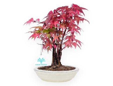 Bonsai von Ahorne von 27 cm | Rund creme Topf