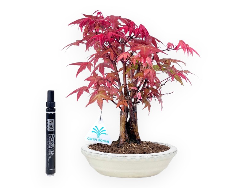 Bonsai von Ahorne von 27 cm | Rund creme Topf