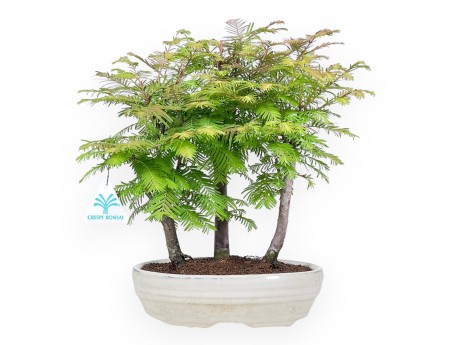 Metasequoia - 24 cm