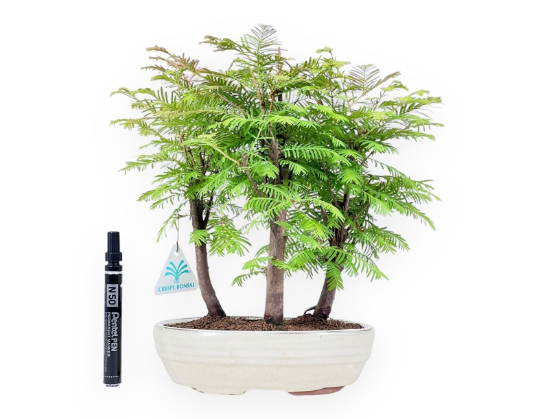Metasequoia - 24 cm