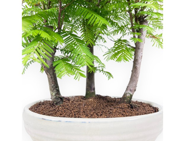 Metasequoia - 24 cm 2