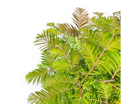 Metasequoia - 24 cm