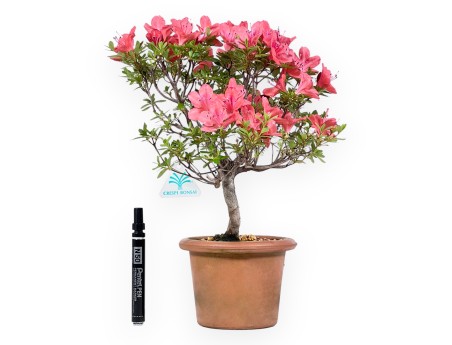 Bonsai von Azalee von 35 cm | Rund unglasierten anzucht Topf