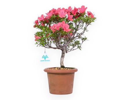 Bonsai von Azalee von 35 cm | Rund unglasierten anzucht Topf