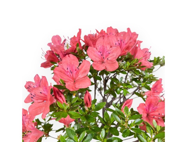 Bonsai von Azalee von 35 cm | Rund unglasierten anzucht Topf 2