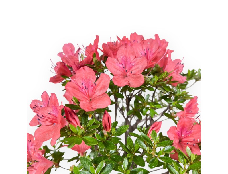 Bonsai van Azalea 35 cm | Rond ongeglazuurde terracotta pot