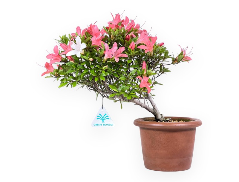 Bonsai van Azalea 30 cm | Rond ongeglazuurde terracotta pot
