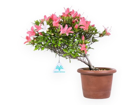 Bonsai van Azalea 30 cm | Rond ongeglazuurde terracotta pot