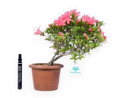 Bonsai von Azalee von 30 cm | Rund unglasierten anzucht Topf