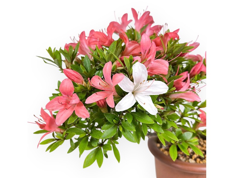 Bonsai van Azalea 30 cm | Rond ongeglazuurde terracotta pot