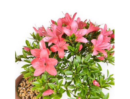 Bonsai van Azalea 30 cm | Rond ongeglazuurde terracotta pot