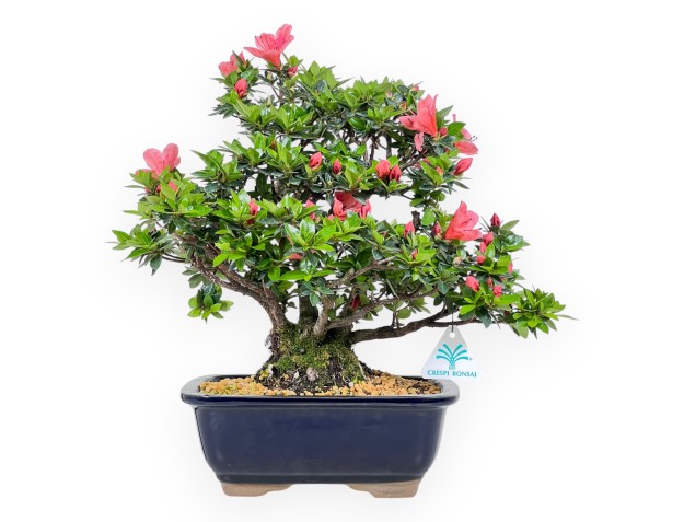 Bonsai von Azalee von 37 cm | Rechteckig blau Topf