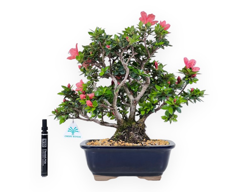 Bonsai von Azalee von 37 cm | Rechteckig blau Topf