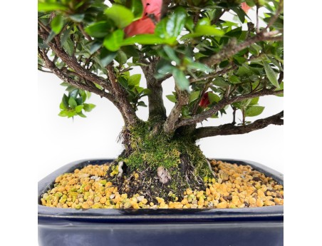 Bonsai van Azalea van 37 cm | Rechthoekig blauw pot